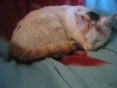 katt20s katt20s