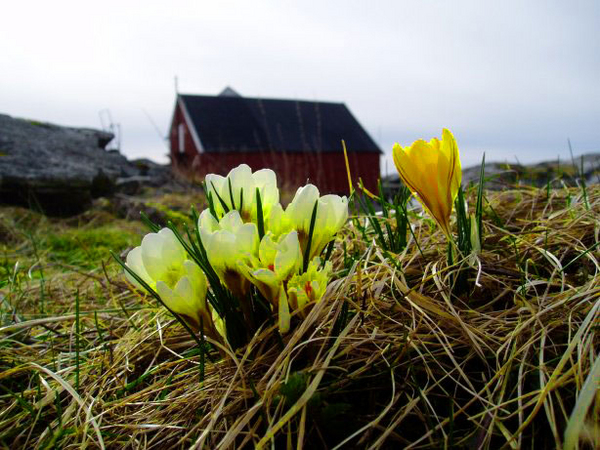 liljer liljer