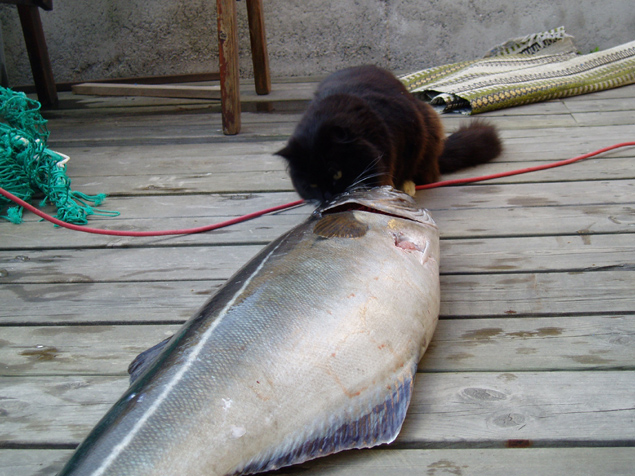 fis_katt fis_katt