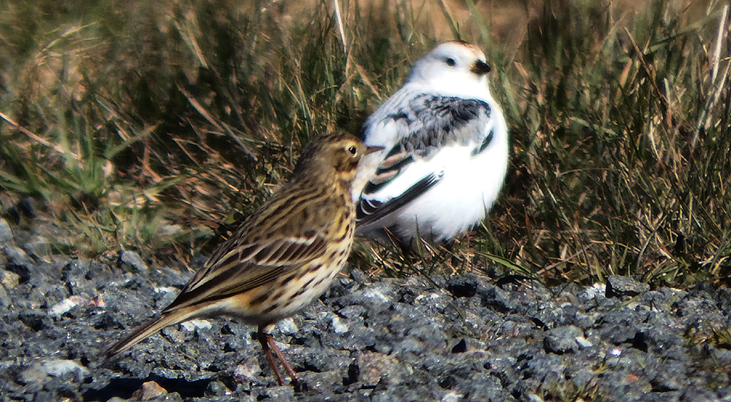 vogel x2
